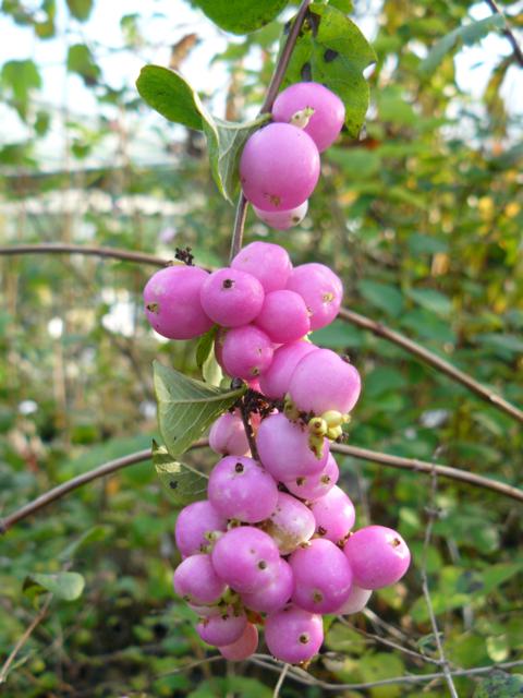 Symphoricarpos x doorenbosii 'Amethyst' PBR